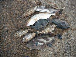 和歌山北港魚つり公園　シオ・ウマヅラハギ・ グレ・アイゴ・チヌ