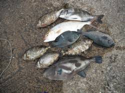 和歌山北港魚つり公園　シオ・ウマヅラハギ・…