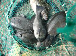 和歌山北港魚つり公園　カゴ釣りでグレ・ウマ…