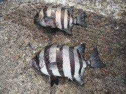 北港釣り公園　カゴ釣りでサンバソウの釣果