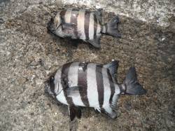 北港釣り公園　カゴ釣りでサンバソウの釣果