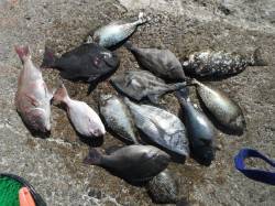 北港魚つり公園　マダイ・チヌ・アイゴ・グレ…