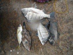 和歌山北港魚つり公園　カゴ釣りでチヌ・グレ・ウマヅラ・アジ