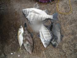 和歌山北港魚つり公園　カゴ釣りでチヌ・グレ…