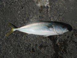 和歌山北港魚つり公園　ハマチ６２㎝がヒット