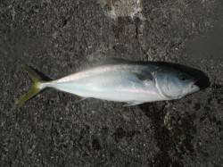 和歌山北港魚つり公園　ハマチ６２㎝がヒット…