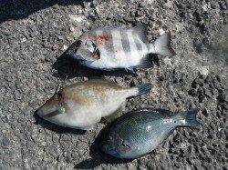 和歌山北港魚つり公園 サンバソウ・グレ・ウマヅラハギ