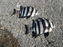 和歌山北港魚つり公園 サンバソウ・グレ・ウマヅラハギ