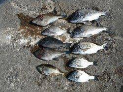 和歌山北港魚つり公園　カゴ釣りでチヌ・グレ・ウマヅラ・アイゴ