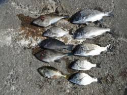 和歌山北港魚つり公園　カゴ釣りでチヌ・グレ…