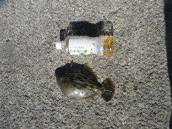 和歌山北港魚つり公園　カゴ釣りで良型カワハギ23㎝