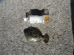 和歌山北港魚つり公園　カゴ釣りで良型カワハ…