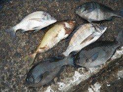 和歌山北港魚つり公園　カゴ釣りでチヌ・グレ・アイゴ