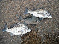 和歌山北港魚つり公園　カゴ釣りでチヌ・グレ・アイゴ