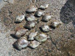 【21日】北港魚つり公園でカワハギ釣り！