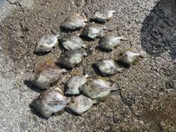 【21日】北港魚つり公園でカワハギ釣り！