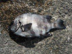 和歌山北港魚つり公園　サンバソウ37cm、ハマチ65cmなど