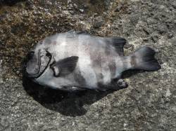 和歌山北港魚つり公園　サンバソウ37cm、…