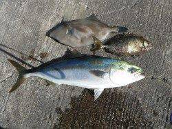 和歌山北港魚つり公園　サンバソウ37cm、ハマチ65cmなど