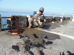 和歌山北港魚つり公園　紀州釣りでチヌ・グレ…