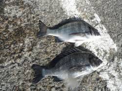 北港釣り公園　今日はチヌの釣果あり