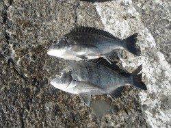 北港釣り公園　今日はチヌの釣果あり