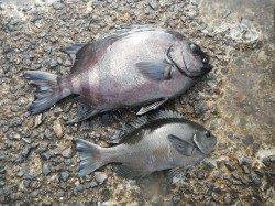 和歌山北港魚つり公園　サンバソウとグレの釣果