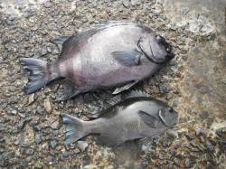 和歌山北港魚つり公園　サンバソウとグレの釣…