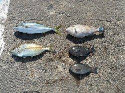 【28日】和歌山北港魚つり公園　ツバス・アイゴ・ウマヅラ・グレ