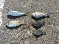 【28日】和歌山北港魚つり公園　ツバス・ア…