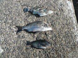 和歌山北港魚つり公園　ヒラメ38㎝をキャッチ