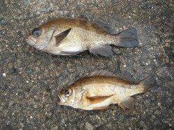 和歌山北港魚つり公園　カゴ釣りでチヌ・メバル・チャリコ