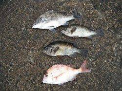 和歌山北港魚つり公園　カゴ釣りでチヌ・メバル・チャリコ