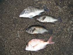 和歌山北港魚つり公園　カゴ釣りでチヌ・メバ…