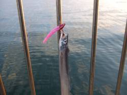 南芦屋浜にタチウオ釣行　周りの人と連携で楽しい釣りでした♪