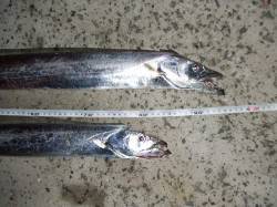 南芦屋浜タチウオワインド　ドラグを鳴らす良…