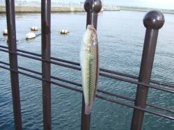 淡路島・炬口に釣行　探り釣りでアコウ・ベラ…