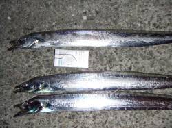 南芦屋浜にタチウオ狙い　棚はかなり上でした…