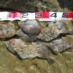 ケムリ島にてカワハギ釣り　大半が20cm超…