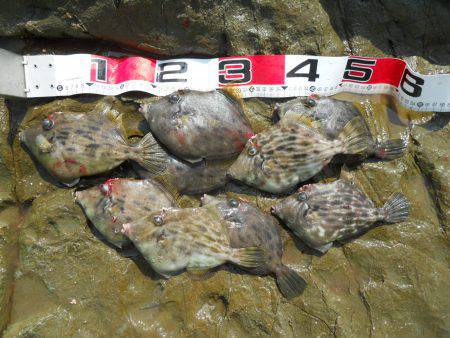 ケムリ島にてカワハギ釣り　大半が20cm超…