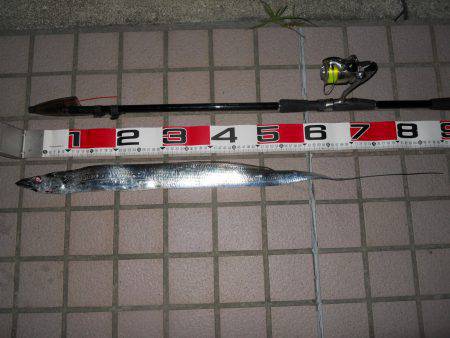 りんくうテトラへウキ釣りでタチウオ釣りに行…