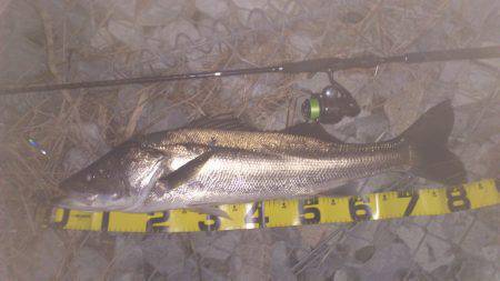 津居山港　NEWロッドでシーバス80cmオ…