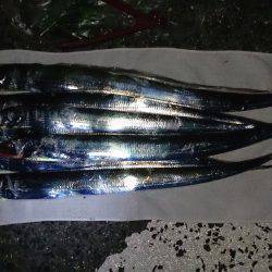 汐見埠頭ワインドでタチウオ　小型ですが引き…