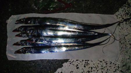 汐見埠頭ワインドでタチウオ　小型ですが引き…