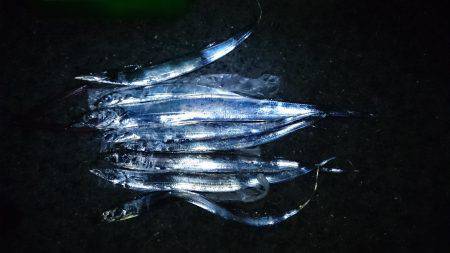 汐見埠頭　夕方からのワインドのタチウオ狙い…