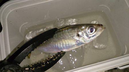 舞洲アジング　二日前とはがらりと変わって非…