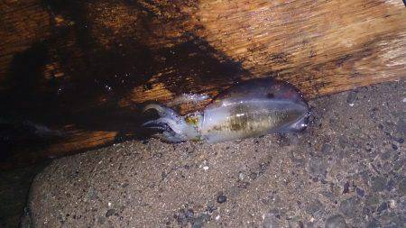 松帆　雨のエギングでアオリ狙いは満足釣果