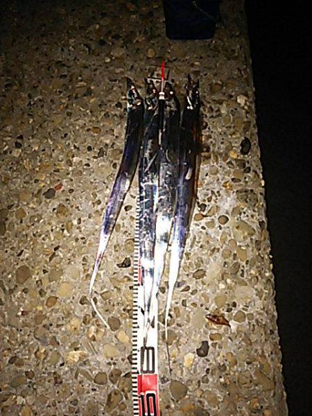 汐見埠頭　夜8時〜11時までのウキ釣りのタ…