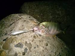 石津　トップでメッキがバイト多数、シーバス…