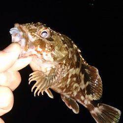 舞洲アジング　モワァッとしたアタリばかり、低活性で難しかったです